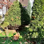 лісова комфорт Apartman Skhidnytsia