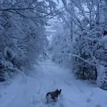 лісова комфорт Skhidnytsia