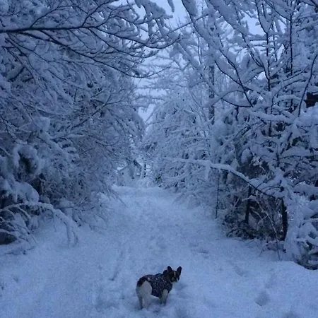 лісова комфорт Skhidnytsia