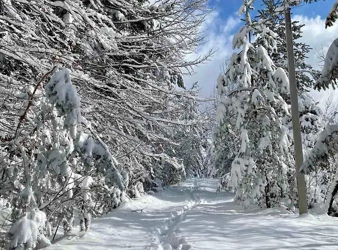 лісова комфорт 公寓 Skhidnytsia
